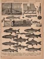 Haltenyésztés és tenyészhalak, egyszín nyomat 1885, Magyar Lexikon, , Rautmann Frigyes, hal, ponty