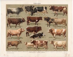 Szarvasmarha fajták, litográfia 1906, német, eredeti színes nyomat, háziállat, bika, állat, magyar