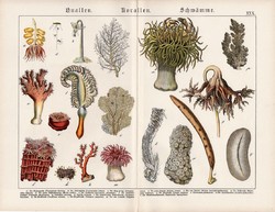 Korallok, medúzák, szivacsok, litográfia 1890, eredeti, 32 x 41 cm, nagy méret, német, latin, korall