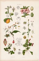 Galagonya, indiánrózsa és akácia, korallfa, vasfa, litográfia 1885, eredeti, 26 x 42 cm, növény