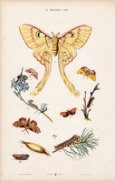 Lepke, pillangó, báb és lepke, pillangó, hernyó, litográfia 1885, eredeti, 26 x 42 cm, nagy méret