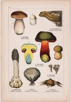 Vargánya, sátántinóru, szömörcsög és császárgomba, rizike, galambgomba, litográfia 1895, gomba