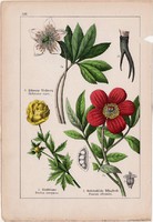 Zergeboglár, hunyor, bazsarózsa és gólyahír, hérics, boglárka, litográfia 1895, 17 x 25 cm, virág
