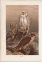 Vadászsólyom, litográfia 1894, színes nyomat, eredeti, német, Brehm, állat, madár, sólyom, északi