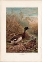 Vadkacsa, litográfia 1894, színes nyomat, eredeti, német, Brehm, állat, madár, kacsa, tőkés réce