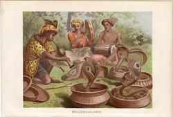 Pápaszemes kobra, litográfia 1894, színes nyomat, eredeti, német, Brehm, állat, kigyó, Ázsia, India 