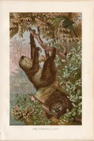 Lajhár, litográfia 1894, színes nyomat, eredeti, német, Brehm, állat, emlős, Amerika, közép, dél