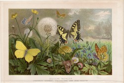 Pillangók, litográfia 1894, színes nyomat, eredeti, német, Brehm, állat, pillangó, lepke, Gamma