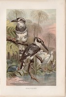 Tarka halkapó, litográfia 1894, színes nyomat, eredeti, német, Brehm, állat, madár, Ázsia, Afrika