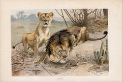 Oroszlán, litográfia 1894, színes nyomat, eredeti, német, Brehm, állat, ragadozó, Afrika, Kis-Ázsia