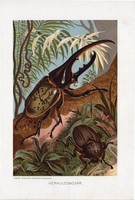 Herkulesbogár, litográfia 1907, színes nyomat, eredeti, magyar, Brehm, állat, bogár, erdő