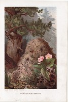 Vörös erdei hangya, litográfia 1907, színes nyomat, eredeti, magyar, Brehm, állat, hangyaboly