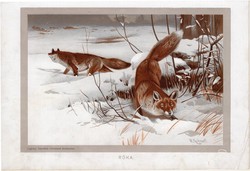 Róka, litográfia 1907, színes nyomat, eredeti, magyar, Brehm, állat, vörös, ragadozó, Európa, Ázsia