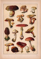Gombák (1), litográfia 1902, eredeti, kis méret, magyar, növény, gomba, szarvasgomba, vargánya