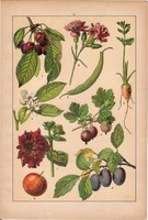 Növények (17), litográfia 1902, eredeti, kis méret, magyar, növény, virág, szilva, narncs, paszuly