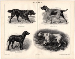 Vizslák II., egyszínű nyomat 1904, magyar nyelvű, eredeti, kutya, vadászkutya, vizsla, pointer