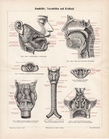 Arcüreg, gége, litográfia 1896, német, színes nyomat, anatómia, gyógyászat, ember, száj, orr, arc