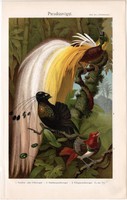 Paradicsommadár, litográfia 1896, német nyelvű, eredeti, színes nyomat, madár, egzotikus, állat