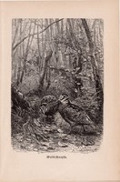 Erdei szalonka, egyszín nyomat 1894, német, eredeti, Tierleben, Az állatok világa, állat, madár