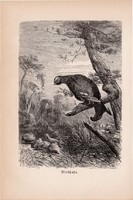 Nyírfajd, egyszín nyomat 1894, német, eredeti, Tierleben, Az állatok világa, madár, állat, Európa