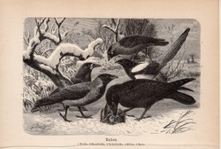 Hollók, egyszín nyomat 1894, német, eredeti, Tierleben, Az állatok világa, állat, madár holló