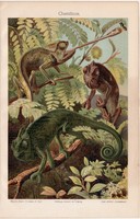 Kaméleon, színes nyomat 1906, német nyelvű, eredeti, litográfia, állat, régi, egzotikus, színváltó