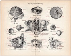 Szem, színes nyomat 1906, német nyelvű, litográfia, eredeti, anatómia, gyógyászat, ember, orvos