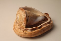 Régi kagyló asztaldísz, levélnehezék