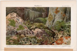 Zúzmó, színes nyomat 1903, német nyelvű, eredeti, litográfia, korall, erdő, fa, moha, kő, régi