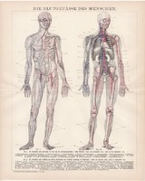 Az ember érrendszer, litográfia 1893, német, színes nyomat, anatómia, ér, gyógyászat, orvos, régi