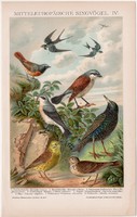 Énekes madarak IV., litográfia 1895, színes nyomat, német nyelvű, Brockhaus, állat, madár, régi