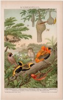 Szövőmadarak, litográfia 1895, színes nyomat, német nyelvű, Brockhaus, állat, madár, szövés, régi