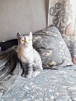 Óriási macskapótló figura - 33 cmes cica - életnagyságú kerámia macska - román retro porcelán