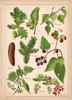 Tölgyfa, lucfenyő, szeder, szamóca, fehér nyírfa, litográfia 1899, eredeti, 24x34 cm, növény, virág