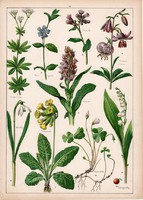 Gyöngyvirág, hóvirág, tüdőfű, liliom, szagos müge, litográfia 1899, eredeti, 24x34 cm, növény, virág
