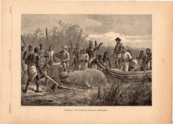 Vadászat vízilovakra Nyugat - Afrikában, fametszet 1881, metszet, nyomat, 21 x 29 cm, Ország - Világ