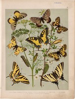 Magyarország lepkéi (2), litográfia 1907, színes nyomat, lepke, pillangó, hernyó, alexanor, cerisyi