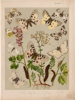 Magyarország lepkéi (3), litográfia 1907, színes nyomat, lepke, pillangó, hernyó, Apollo, Delius