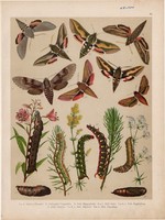 Magyarország lepkéi (18), litográfia 1907, színes nyomat, lepke, pillangó, hernyó, Sphinx Pinastri