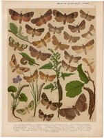 Magyarország lepkéi (37), litográfia 1907, nyomat, lepke, pillangó, hernyó, Trachea Atriplicis