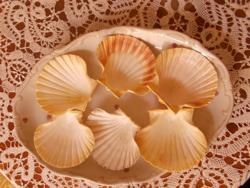 6 db. Shell osztriga kagyló, tálaláshoz, dísznek. 11x10 cm