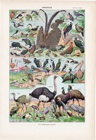 Madarak I., színes nyomat 1923, francia, 19 x 29 cm, lexikon, eredeti, madár, strucc, páva, pelikán