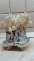 Fehér tengeri korall kagyló lábon eladó!