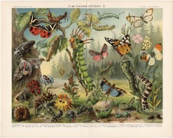 Lepkék, bogarak II., litográfia 1898, német nyelvű, eredeti, színes nyomat, erdő, pillangó, báb