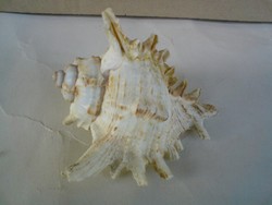 Csigák, kagylók - Tengeri csiga 8 cm X 7 cm X 5 cm