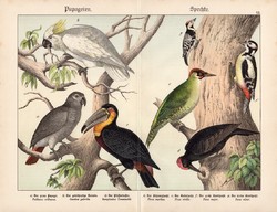 Papagáj, kakadu, tukán, harkály, fakopáncs, litográfia 1886, eredeti, 32 x 41 cm, nagy méret, madár