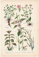 Gyógynövények (7), színes nyomat 1931, növény, gyógyítás, citromfű, ezerjófű, ziliz, vérontófű