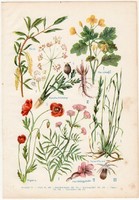 Gyógynövények (3), színes nyomat 1931, növény,,gyógy, fecskefű, macskagyökér, pipacs, konyhakömény