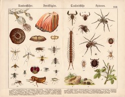 Pók, légy, darázs, bolha, százlábú, skorpió, litográfia 1886, eredeti, 32 x 41 cm, nagy méret