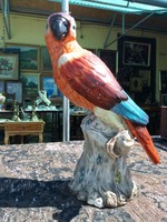 Oriási potschapp papagáj.1870 évekbül.